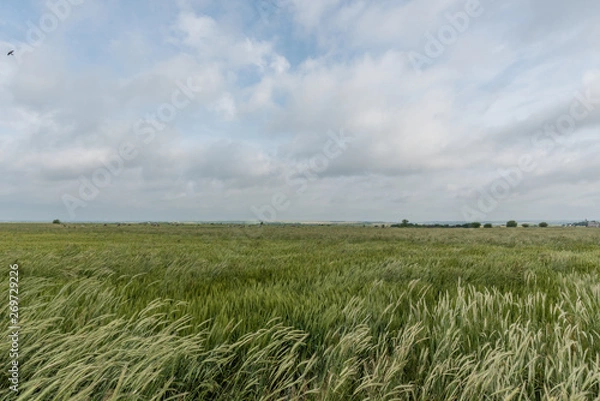Obraz Beautiful wheat field vista in Western Oklahoma in springtime 