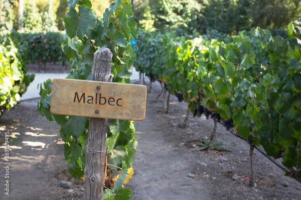 Obraz Malbec Vines, Maipo Valley, Santiago, Chile