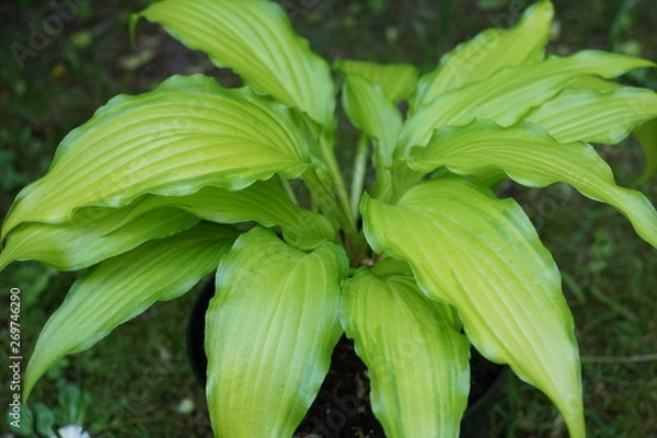 Fototapeta Hosta Spritzer