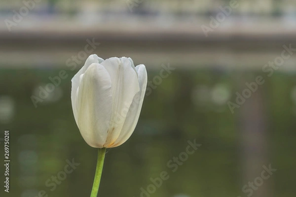 Obraz Biały tulipan