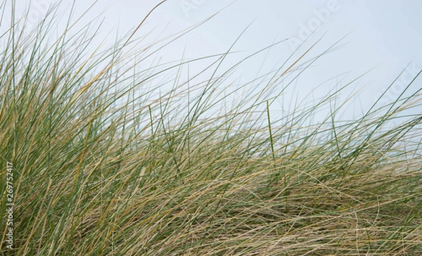 Fototapeta coastal dune grass