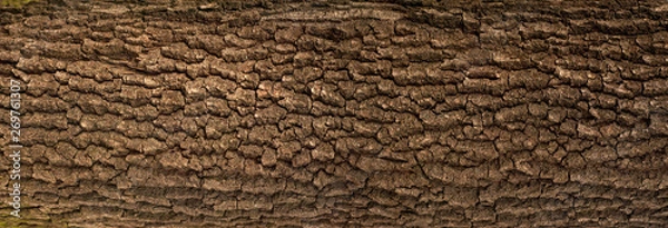 Obraz Embossed texture of the bark of oak with green moss. Panoramic photo of the oak texture.