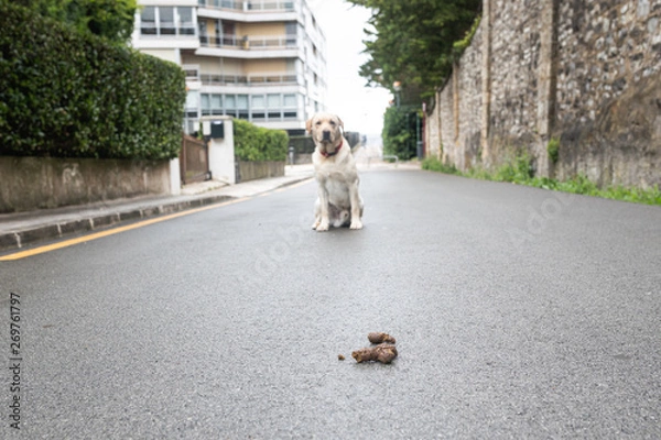 Fototapeta poop but in the street with a golden in the background