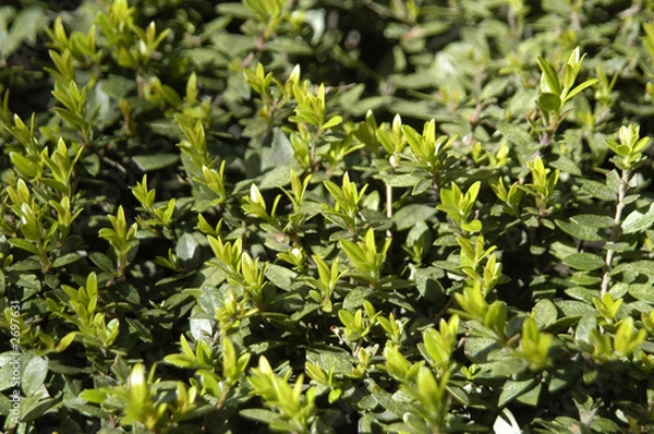 Fototapeta brotes-01