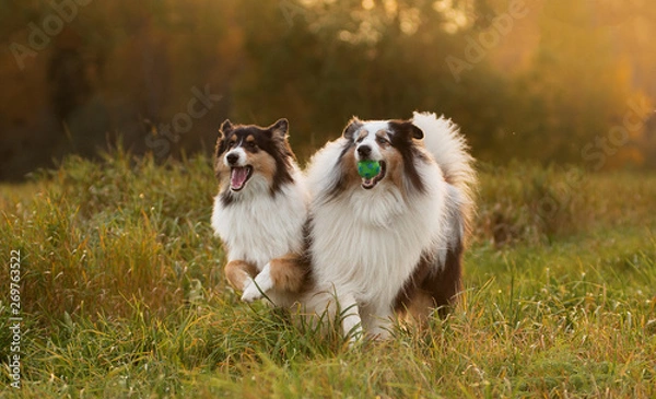 Fototapeta Two fluffy dogs, an adult and a collie puppy, play with each other and with a toy at sunset