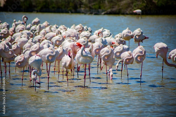 Fototapeta Flamants roses