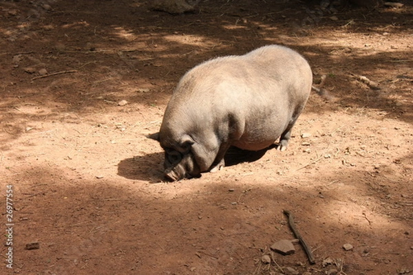 Obraz Hängebauchschwein