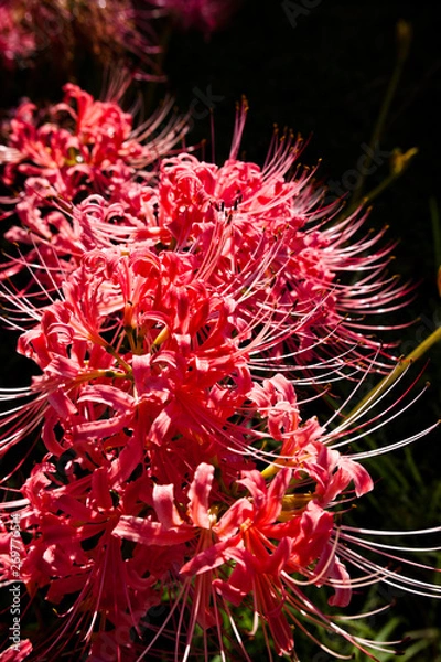 Fototapeta 曼珠沙華の花