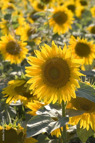 Fototapeta tournesol 06