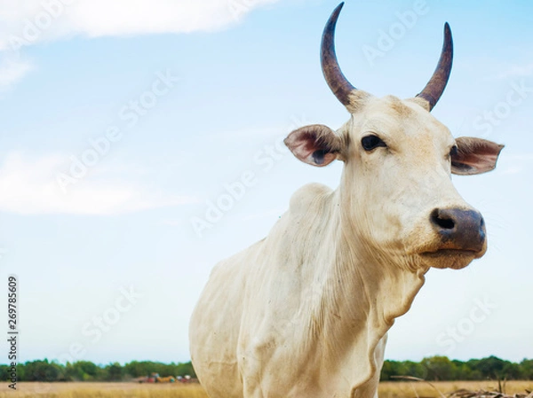 Obraz インドの牛