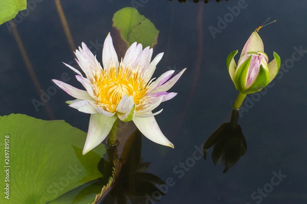 Fototapeta white lotus with the leaf background under sunlight