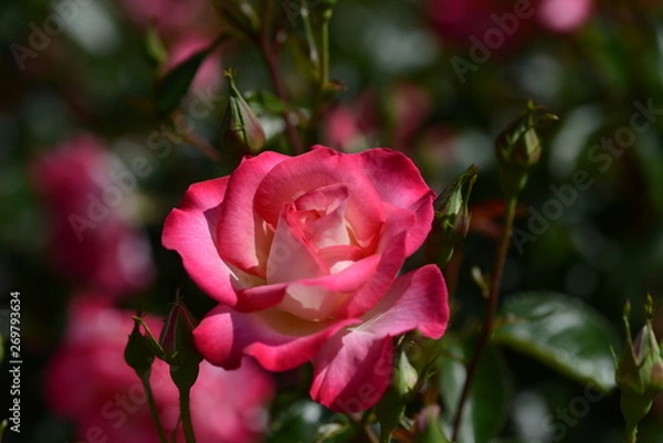 Fototapeta 薔薇