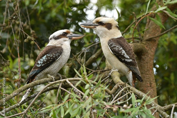 Obraz Laughing Kookaburra pair