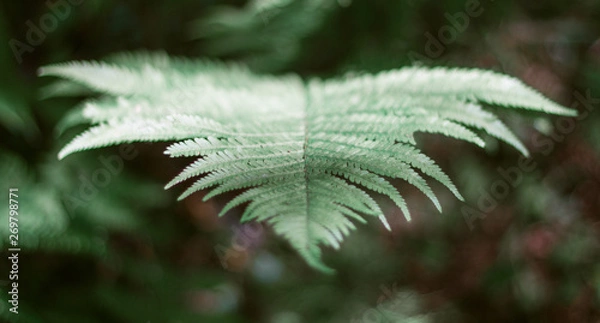Obraz Green leaf fern in the forest close-up. Beautiful fern leaf. Forest greens.