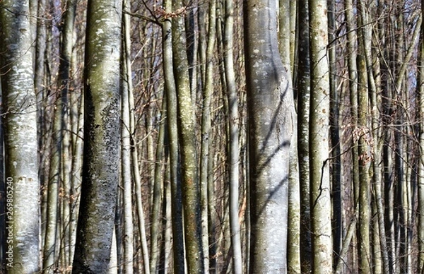 Fototapeta beech stems in the forest