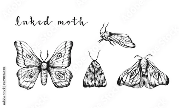 Fototapeta Ink sketches of moth set isolated