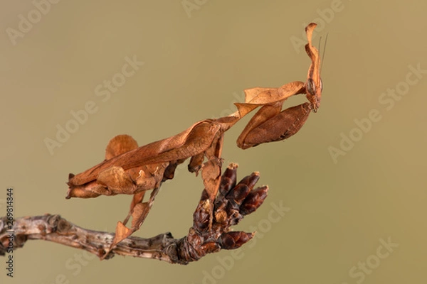 Obraz Ghost Mantis (Phyllocrania paradoxa) showing leaf like camouflage