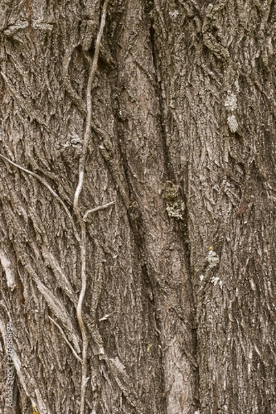 Fototapeta Close up of the texture of the bark of a tree