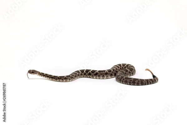 Fototapeta Arizona Black Rattlesnake on White Background Crotalus cerberus
