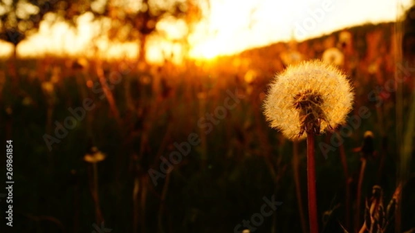 Obraz Beautiful sunset in a garden