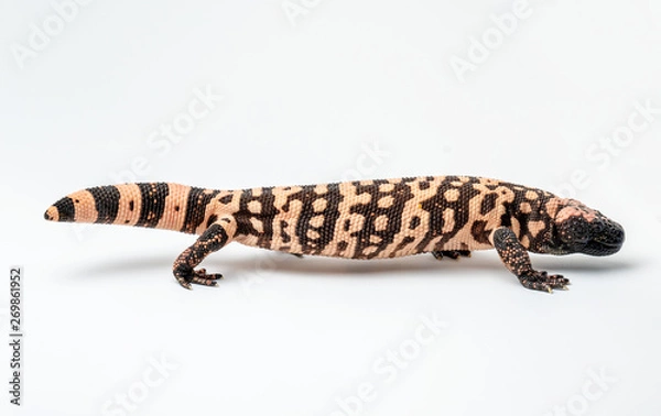 Obraz Gila Monster Lizard Standing on White Paper Background