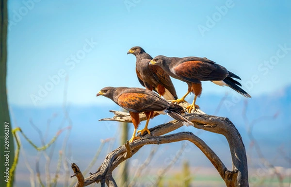 Fototapeta Harris Hawks on branch in Sonoran Desert
