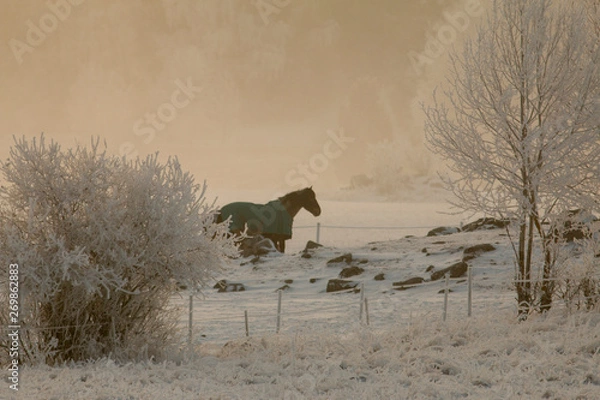 Obraz Horse in winter
