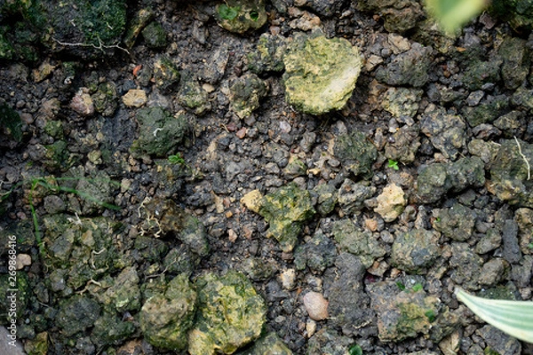 Obraz close up Soil for growing vegetables