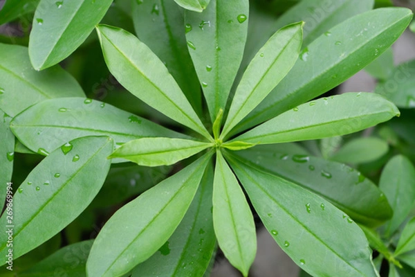 Obraz close up a green tree