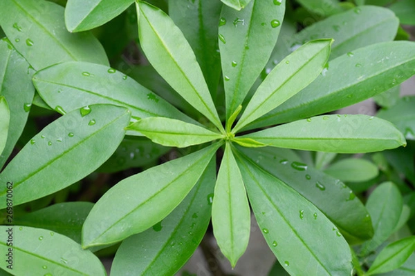 Obraz close up a green tree