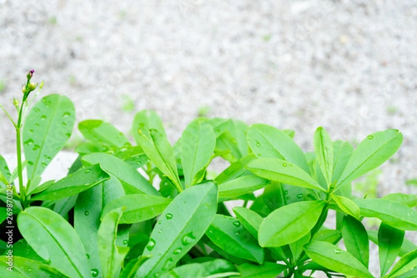 Obraz close up a green tree