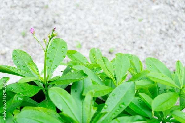 Obraz close up a green tree
