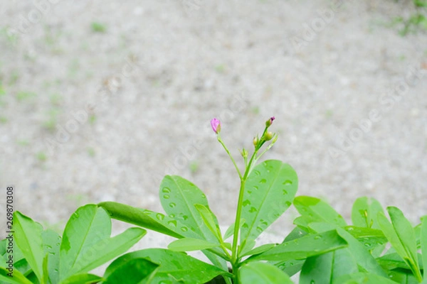 Obraz close up a green tree
