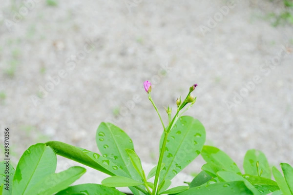 Obraz close up a green tree