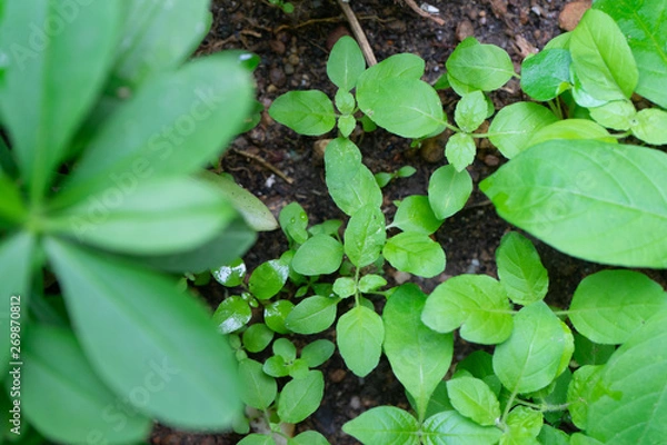 Obraz Close up Growing green vegetables