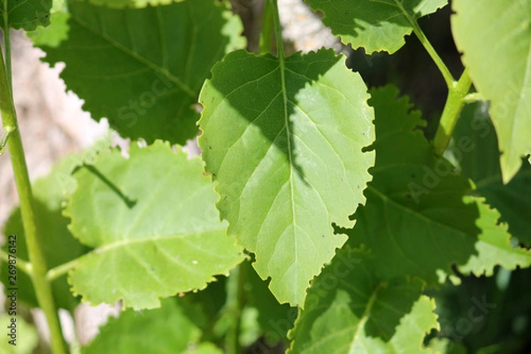 Fototapeta Green lilac leaf eaten by weevil. Weevil feeding damage on foliage of Syringa vulgaris