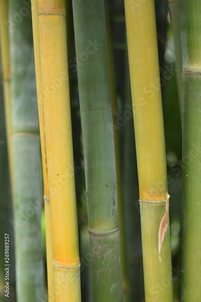 Fototapeta Vertical background of bamboo