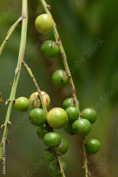 Obraz ripe cherries on a tree