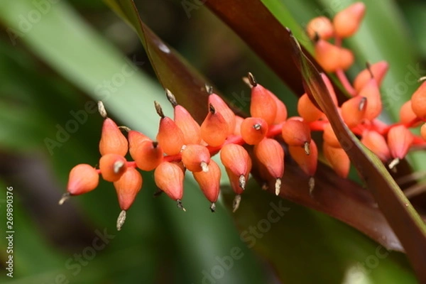 Obraz Red Flower Branch