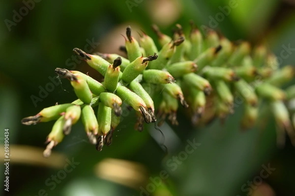 Obraz branch of a tree