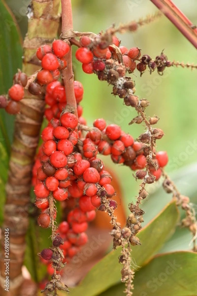 Obraz red berries on a branch