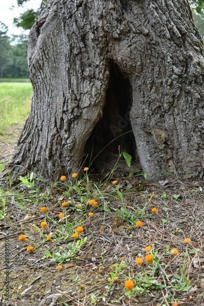 Obraz A tree in an old oak tree.