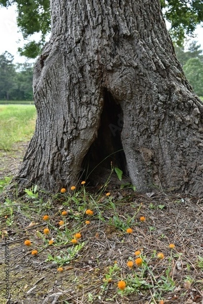 Obraz A tree in an old oak tree.