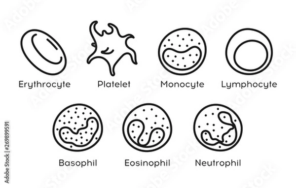 Fototapeta Wektor zestaw ikon linii monocytów, limfocytów, eozynofilów, neutrofili, bazofili, płytek krwi, erytrocytów. Rodzaje krwinek.