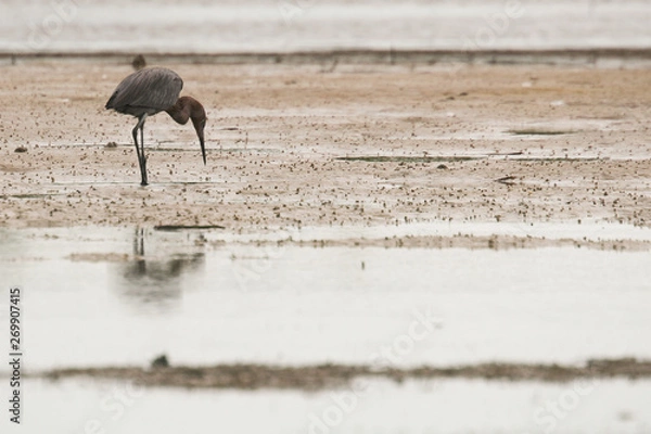 Obraz A little blue heron hunting on an intercoastal waterway.  Taken from a kayak.  Siesta Key, FL, USA.