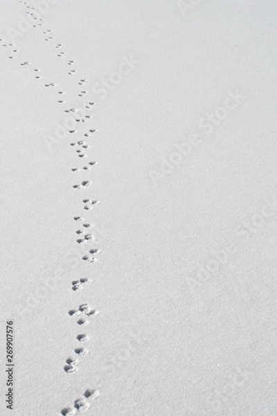 Obraz Animal tracks in snow.  For-Mar Nature Preserve, Flint, MI, USA.