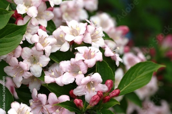 Obraz Weigelie Blüten