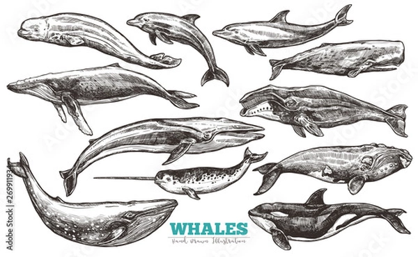 Obraz Zestaw szkiców wielorybów. Duży zbiór różnych ręcznie rysowane wielorybów i delfinów w stylu grawerowania. Zoologiczna ilustracja ssaków oceanicznych
