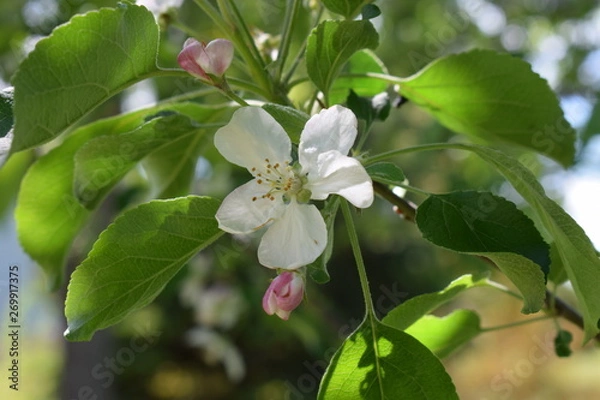 Obraz Apple Tree Blossom