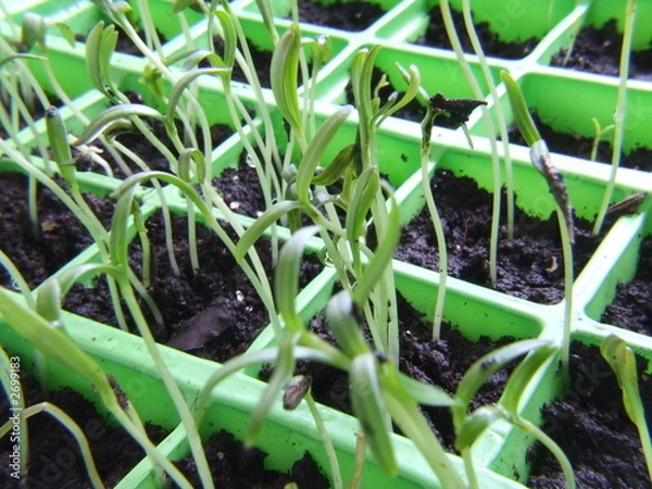 Obraz many seedlings grow tall